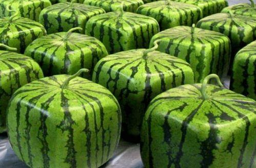 中国人擅长吃瓜,瓜界盛宴，品味生活百态